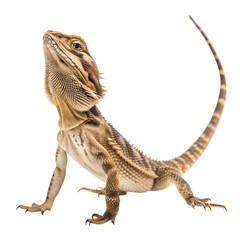 Obraz premium Close-up of frilled lizard in natural habitat - australian outback wildlife photography, isolated on white or transparent background