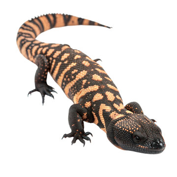 A gilamonster with bead-like patterns a colorful encounter in nature photography, isolated on white or transparent background