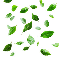 green leaves isolated on white