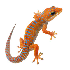 Naklejka premium Close-up of a lively gecko with bright orange and blue spots in its natural habitat, isolated on white or transparent background