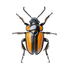 detailed top view of a vibrant beetle with a glossy black body and striking orange stripes. showcasing its intricate structure and coloration this depiction highlights the beauty of insect life and ca