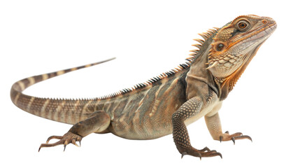 Fototapeta premium A spiny-tailed iguana unique scales and features in natural habitat, isolated on white or transparent background