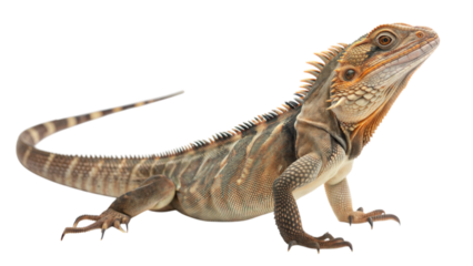 A spiny-tailed iguana unique scales and features in natural habitat, isolated on white or transparent background