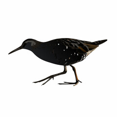 heron isolated on white