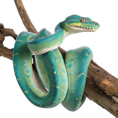 Tree python in blue and green coiled on branch of tropical rainforest, isolated on white or transparent background