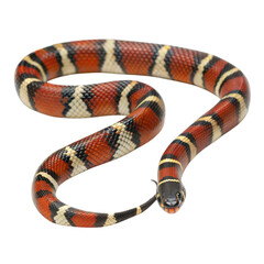 Naklejka premium A brightly colored milk snake in its natural habitat a close-up view of bold tri-color patterns, isolated on white or transparent background