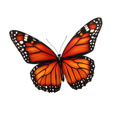 butterfly on white background