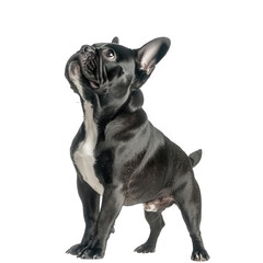 a striking image of a black french bulldog standing proudly. looking upwards with an alert expression against a clean white background. showcasing its distinctive features and playful demeanor