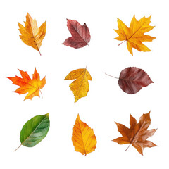 collection of nine different leaves arranged in a grid pattern. showcasing various autumn colors such as yellow. orange. red. and green the leaves exhibit diverse shapes and sizes. emphasizing the bea
