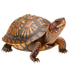 Obraz premium Vibrant patterns of an eastern box turtle in wildlife photography, isolated on white or transparent background