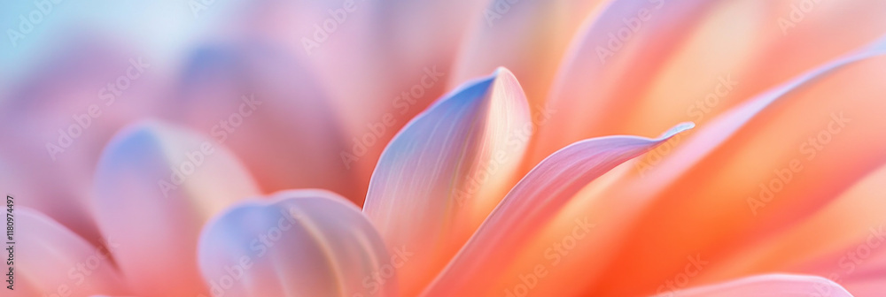 Poster soft petals of flower in pastel colors create serene and calming atmosphere