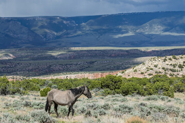 Fototapeta premium Wild mustang horse walking through shrub sage and grasses in rural countryside public land with low hilly mountains in the background distance