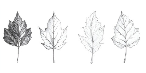 Fototapeta premium Pencil Sketch of Four Leaves 