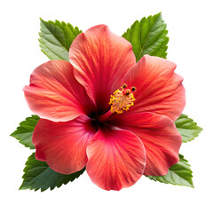 red hibiscus flower isolated on transparent background