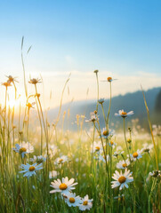 Fototapeta premium serene field of daisies blooms under bright blue sky at sunrise, evoking tranquility and beauty