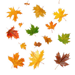 collection of various leaves in different colors. including green. yellow. orange. and red. showcasing the beauty of autumn foliage the leaves are arranged artistically against a white background. hig
