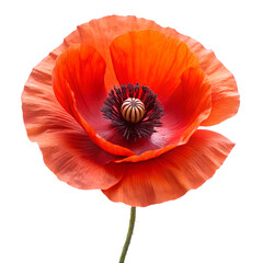 poppy flower isolated on transparent background
