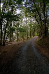 Obraz premium Lonely Road Winding Through a Dark and Mysterious Forest