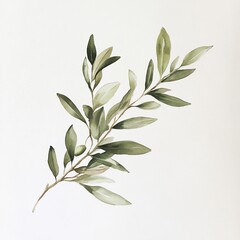 Obraz premium Watercolor Olive Branch Illustration