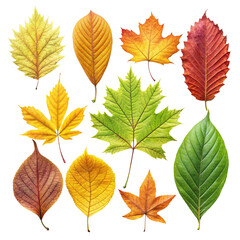 Several tree leaves isolated on transparent background  
