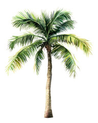 PNG Palm tree illustration palm palm tree.