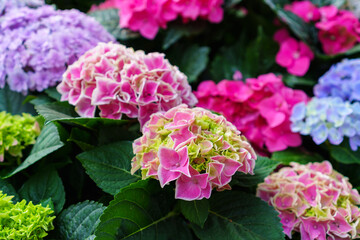 Colorful hydrangea flower in  garden bloom in winter morning with blurry hydrangea flowers background.