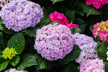 Colorful hydrangea flower in  garden bloom with blurry hydrangea flowers background in winter morning. Top view.