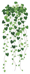 PNG Green climbing shrub plant illustration vines leaf.