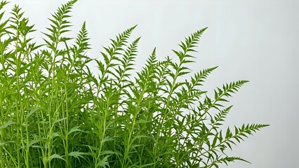 Lush green foliage of vibrant plants against a bright white background, perfect for adding a fresh, natural element to your designs.