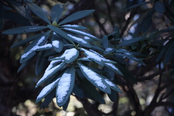 leaves in the snow