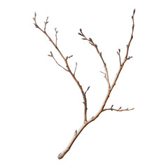 Fototapeta premium Dry Branch with Thin Twigs on White Background for Minimalist Decor on Transparent Background