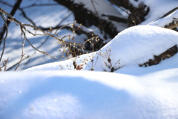 snow covered tree