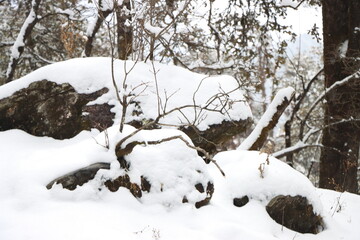 snow, winter, tree, cold, nature, forest, landscape, white, trees, frost, season, ice, branch, snowy, frozen, outdoors, wood, christmas, park, branches, weather, blue, sky, woods, day
