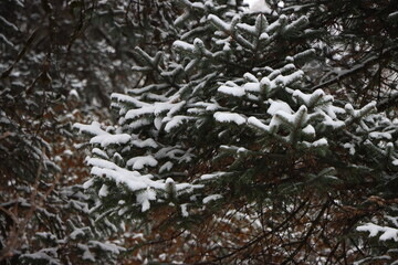 snow covered pine tree