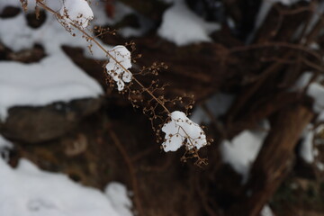 snow on tree