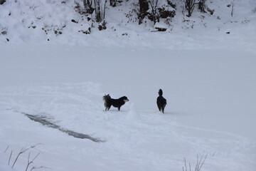 dog playing in snow