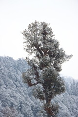 tree in snow