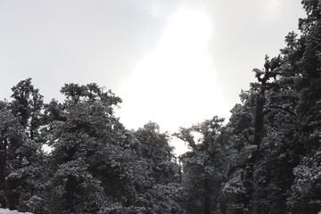 trees in the mountains