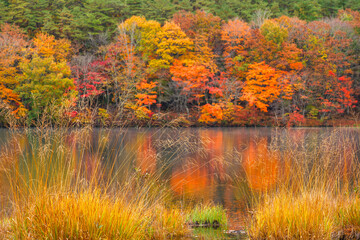 Fototapeta premium 岸辺の紅葉