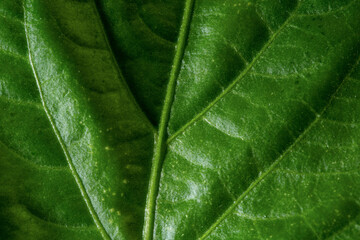Leaf details macro shots. Close-up under special light.