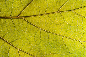 Leaf details macro shots. Close-up under special light.