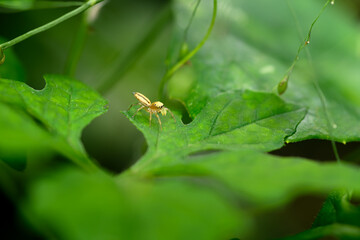 Cosmophasis from the family Salticidae