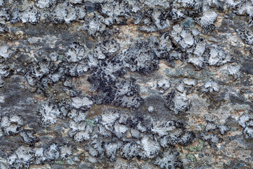 Umbilicaria cylindrica. Grey lichens attached to rock.