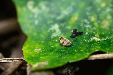 Planthopper (Cixiidae) from the family of fulgoroid insects