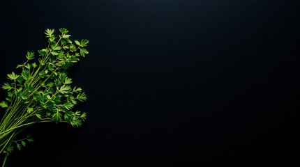 Fresh green herbs on black surface. farmhouse cooking. flavour. illustration photo. negative space, copy space.