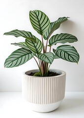 Fototapeta premium Calathea Plant: A Touch of Green for Your Space