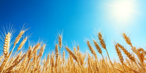 Fototapeta premium A field of wheat set against a strikingly bright blue sky creates a beautiful contrast, showcasing the golden wheat against the vivid blue atmosphere above.