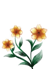 bouquet of flowers yellow watercolor flowers on white background