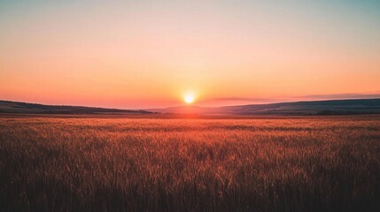 Obraz premium A serene sunset over a golden wheat field, evoking tranquility.