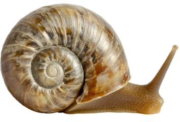 snail isolated on white background